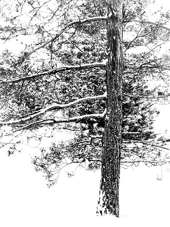 Winter Pine 1