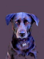 Buster - A Dog's Portrait
