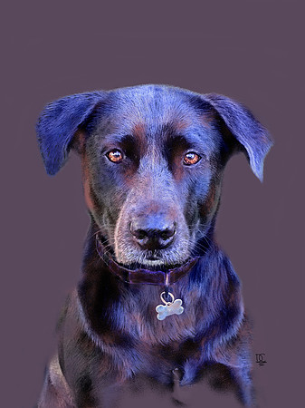 Buster - A Dog's Portrait