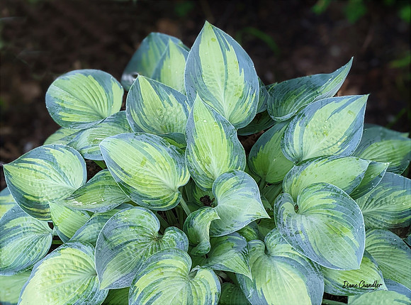 hosta June