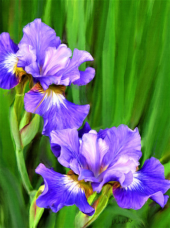 Iris