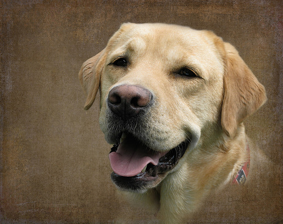 Cosmo Portrait