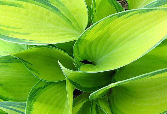 Hosta June1