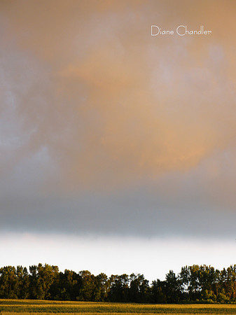Golden Evening