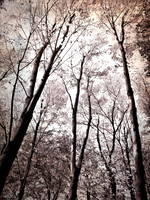 A grove of trees stretch their branches to touch the sky.