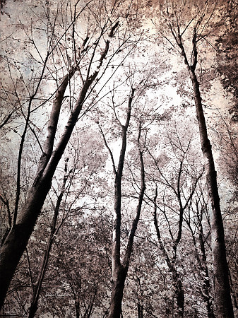 A grove of trees stretch their branches to touch the sky.