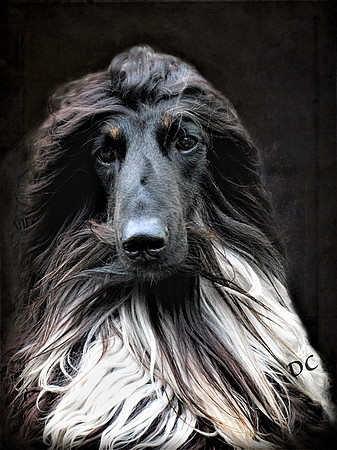 Midnight Jazz - Portrait of an Afghan Hound