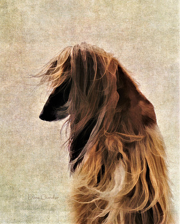 Windblown - An Afghan Hound in the wind.