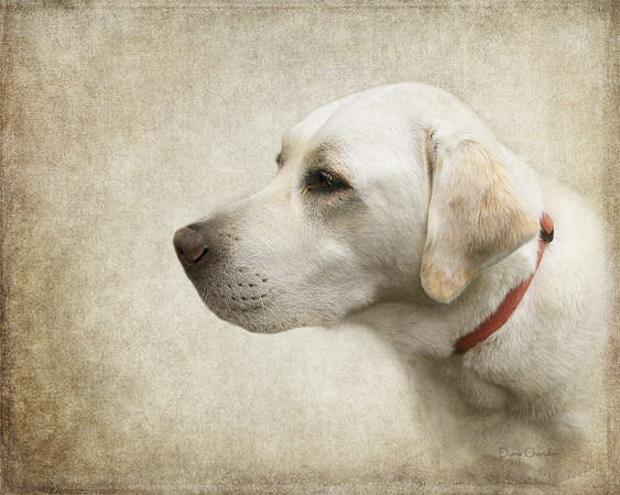 Wrigley - Portrait of a Labrador Retriever
