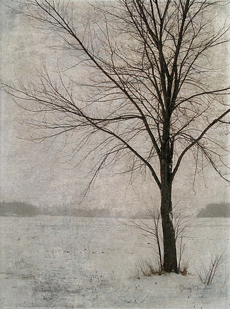 Winter Tree and Field 1