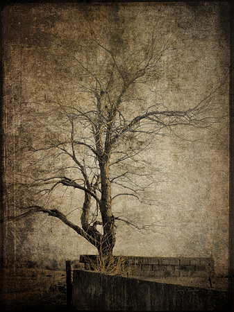 Tree and Old Barn Wall