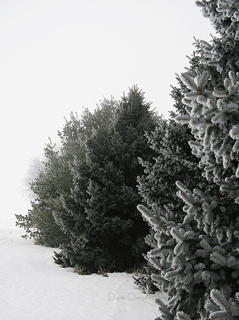 Frozen Fog on Conifers