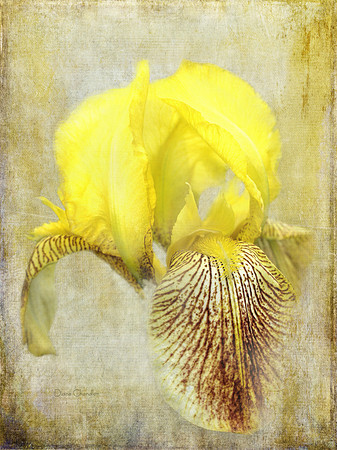 fine art print of yellow Iris