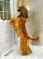 Afghan Hound asking to come inside out of the snow.
